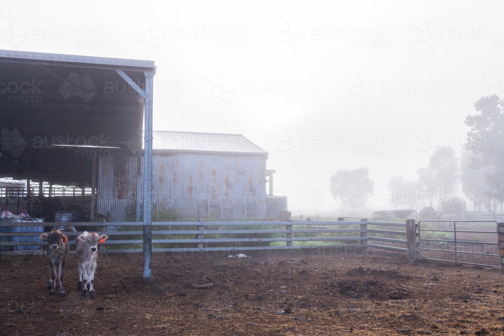 Young calves in farm paddock on misty morning - Australian Stock Image