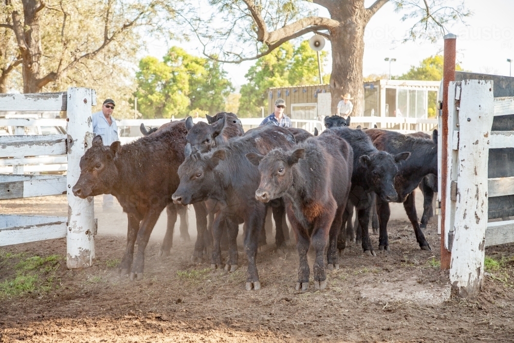 Image of Young cattle being driven through stockyards at showground