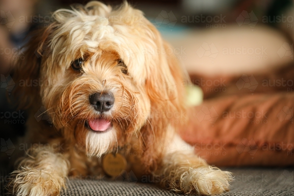 Young Cavoodle breed dog relaxing indoors - Australian Stock Image