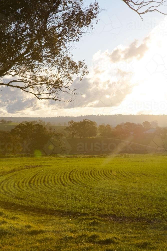 Young cereal crop (wheat) growing in the winter sunshine - Australian Stock Image