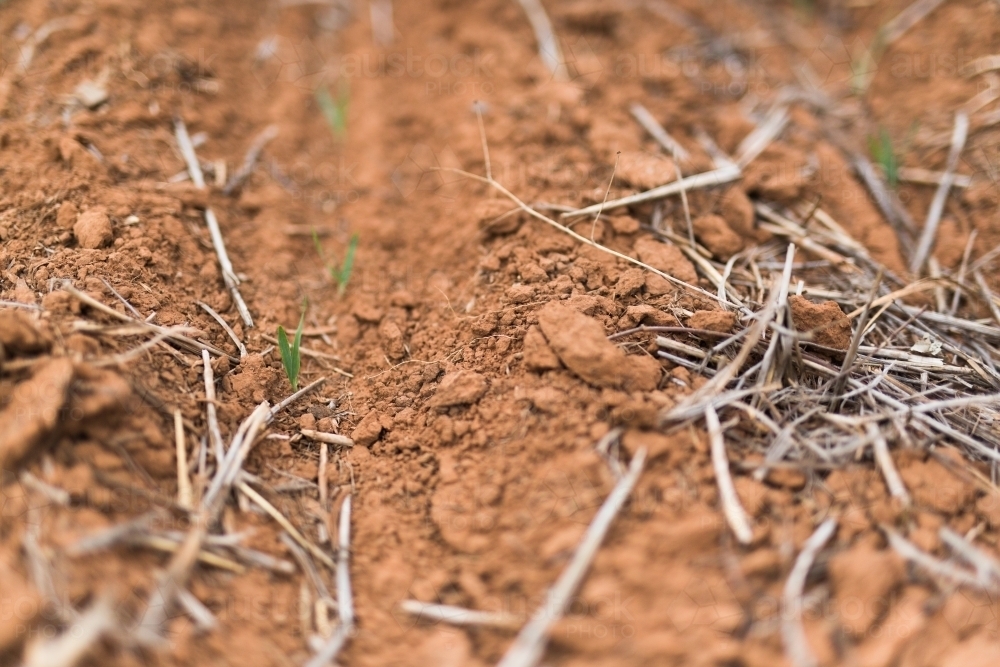 young cereal plants emerging in a paddock - Australian Stock Image