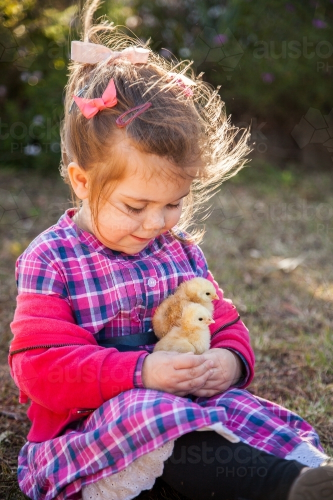 Young child holding two fluffy yellow chick - Australian Stock Image