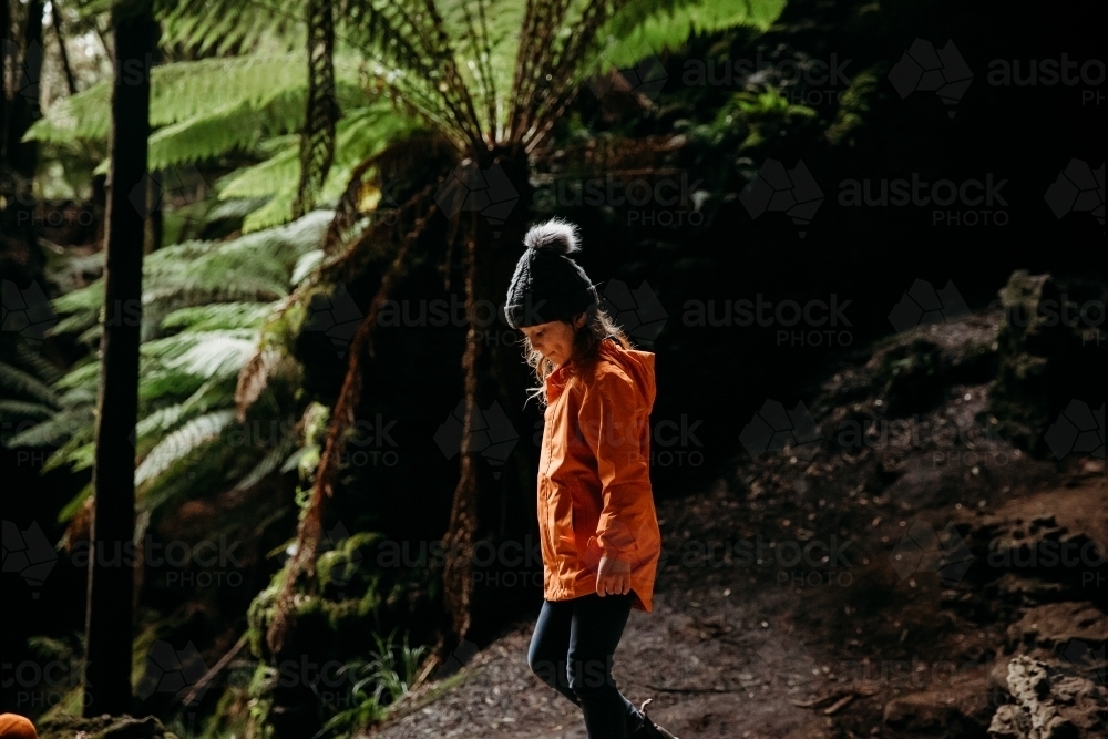 Young child on bush walk with tree ferns - Australian Stock Image