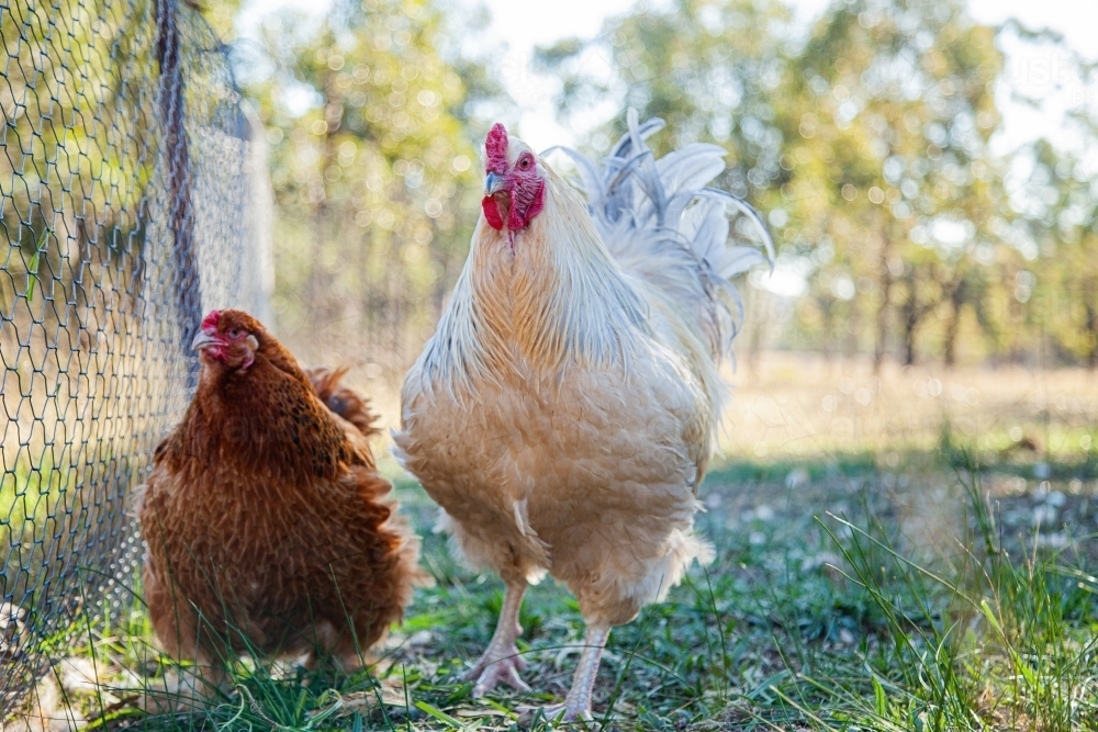 Young cockerel with hen outside - Australian Stock Image