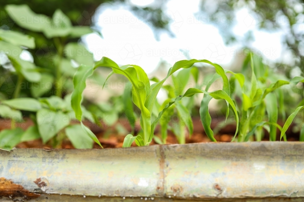 Young corn crop growing in raised container garden - Australian Stock Image