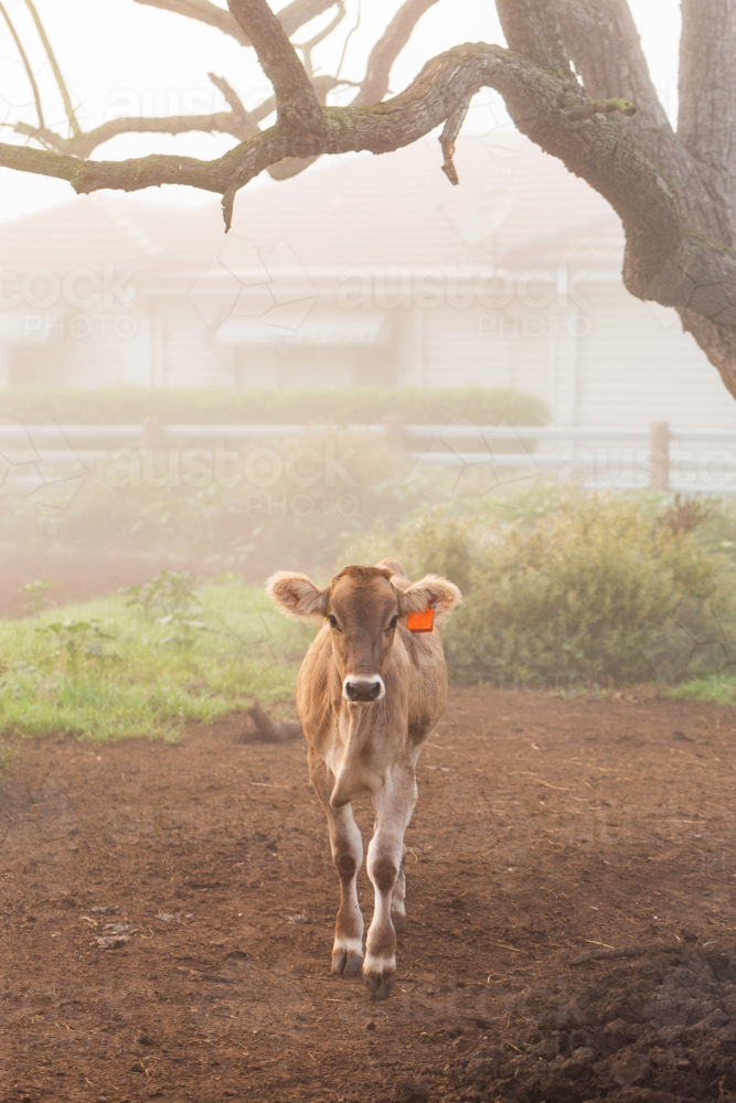 Young cow in misty foggy farmyard on autumn morning shrouded in fog - Australian Stock Image