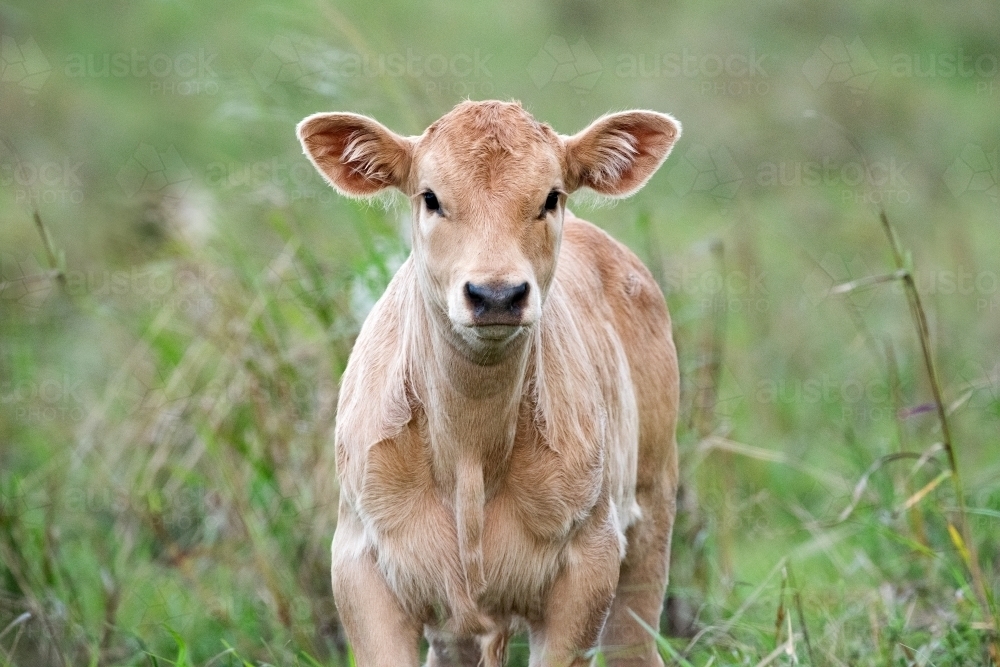 Young cow in the long green green looking at camera. - Australian Stock Image