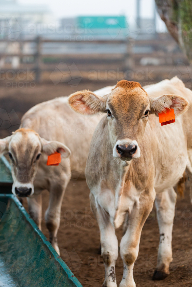 Young cows in farm paddock waiting by feed trough on misty morning in the country - Australian Stock Image