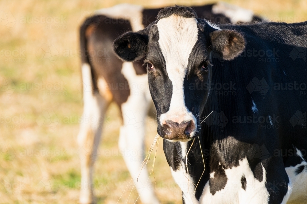 Young dairy heifer in the morning light - Australian Stock Image