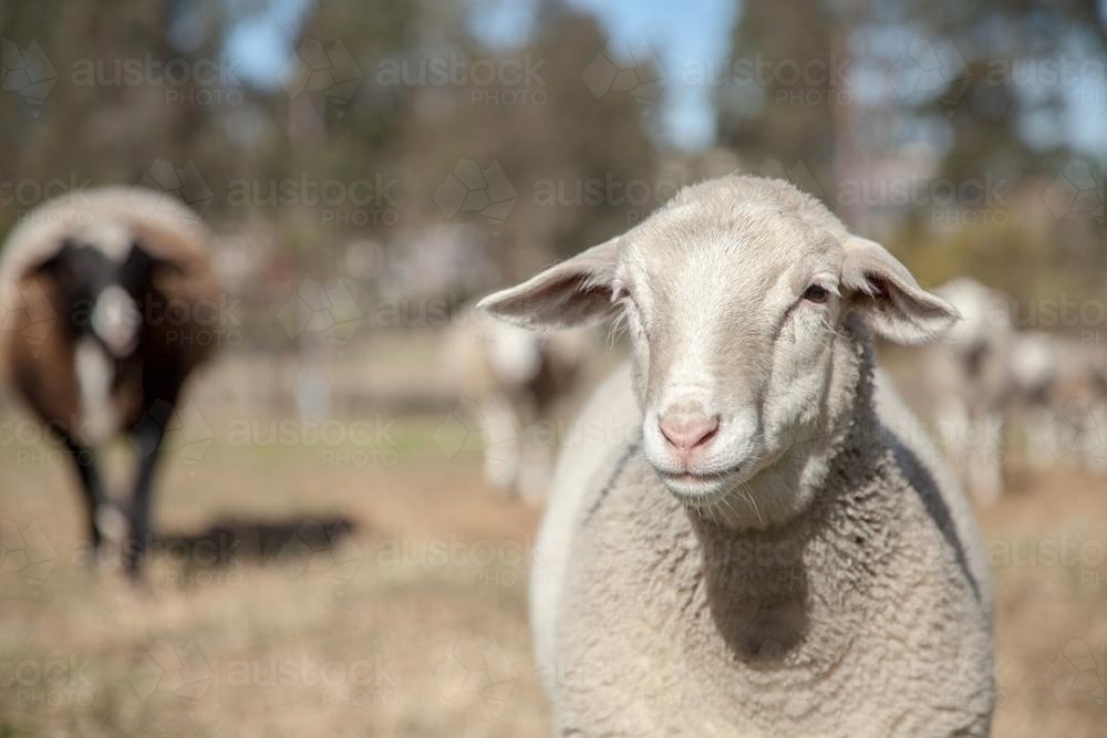 Young dorper sheep standing in the sunlight on a hot day - Australian Stock Image