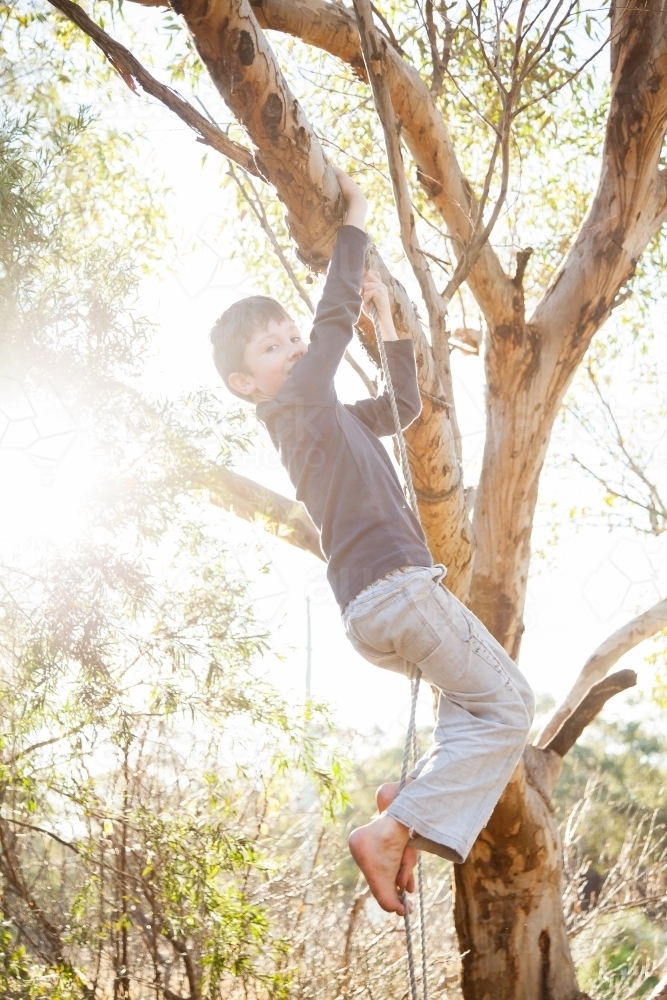 Young eight year old boy climbing up rope on gum tree branch - Australian Stock Image