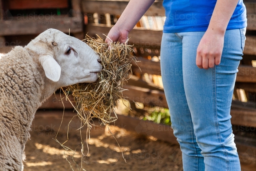 Young female hand feeding friendly dorper sheep on hobby farm - Australian Stock Image