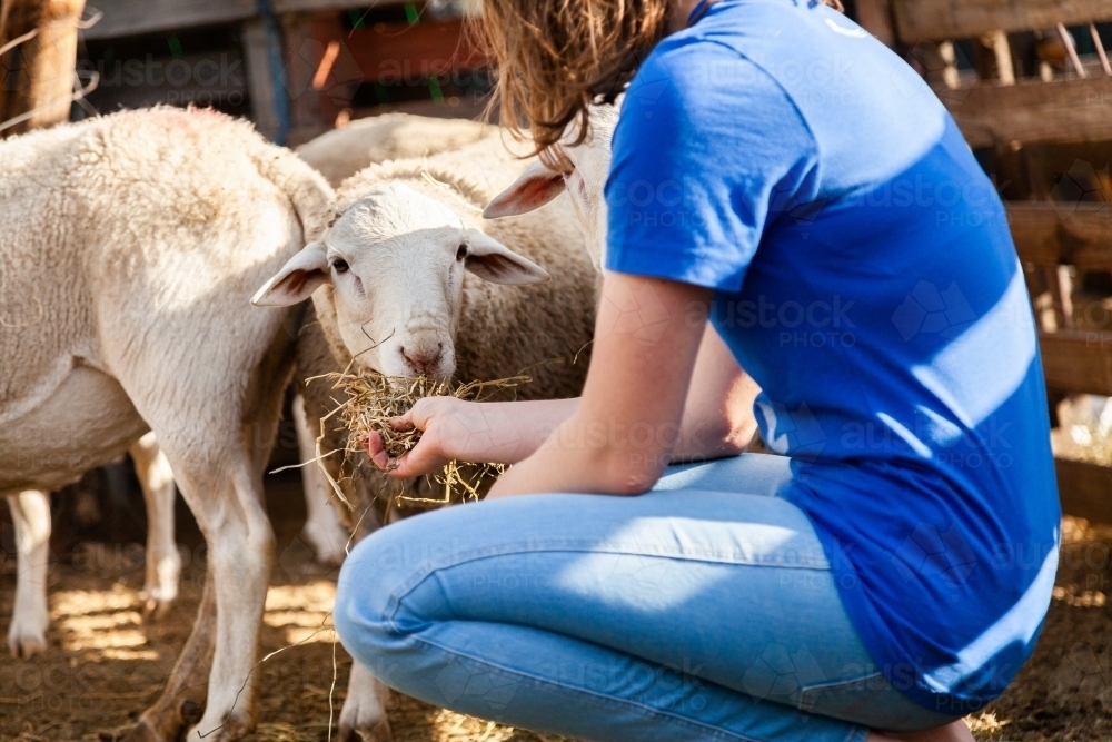 Young female person hand feeding friendly dorper sheep on hobby farm - Australian Stock Image