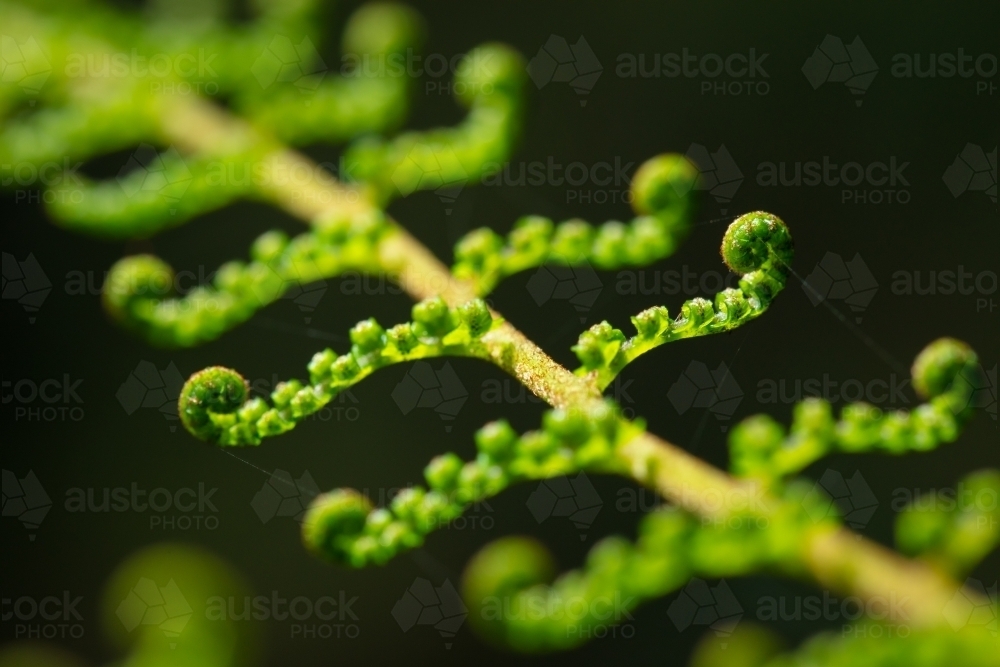 Young fern frond unfurling in the rainforest - Australian Stock Image