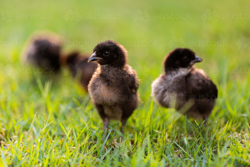 Young fluffball chicks on green lawn grass close up - Australian Stock Image