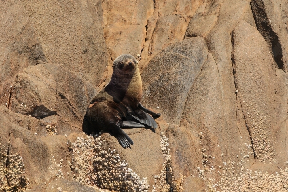 Young fur seal (Arctocephalus) sunning itself on a rock - Australian Stock Image