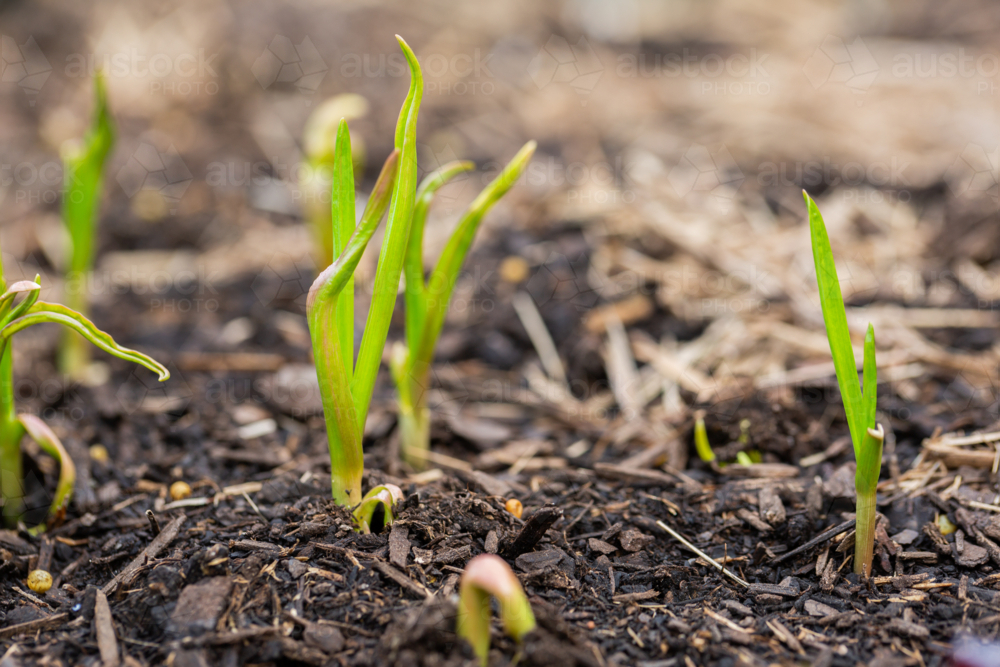 Young garlic bulb plant shoots growing in garden soil - Australian Stock Image