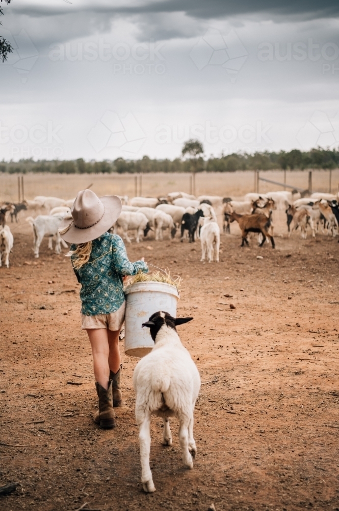 Young girl carrying bucket of hay towards sheep - Australian Stock Image