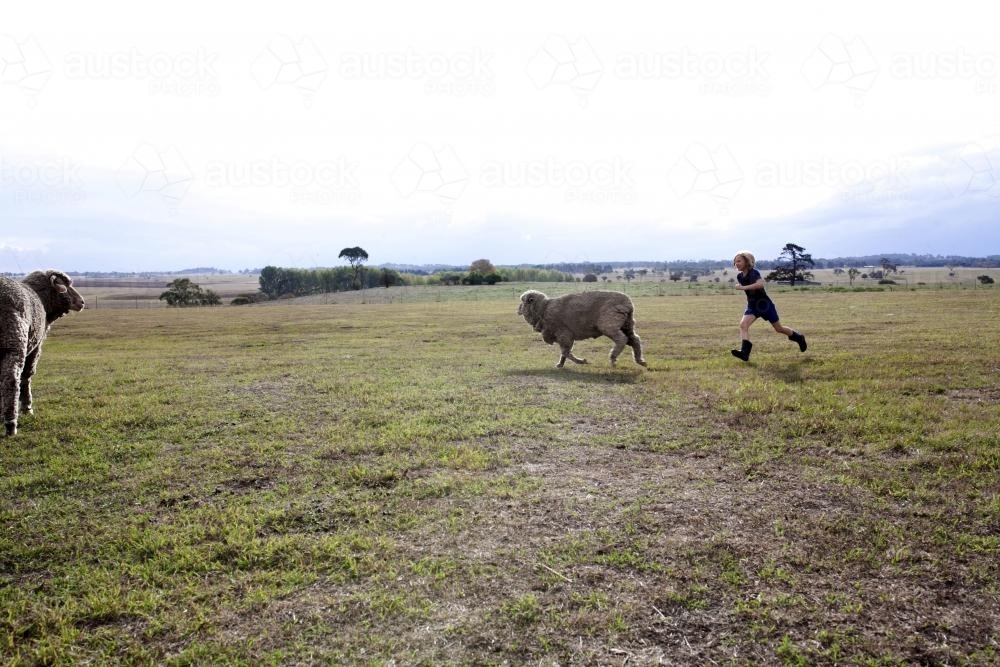 Young girl chasing sheep in paddock on the farm - Australian Stock Image