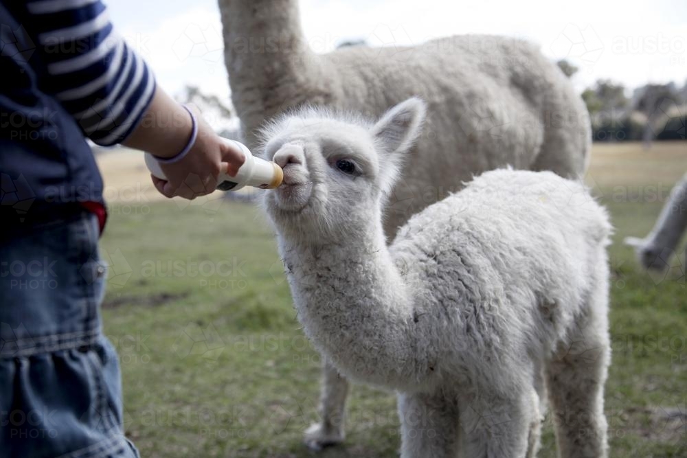 Young girl feeding a baby alpaca with a bottle of milk - Australian Stock Image