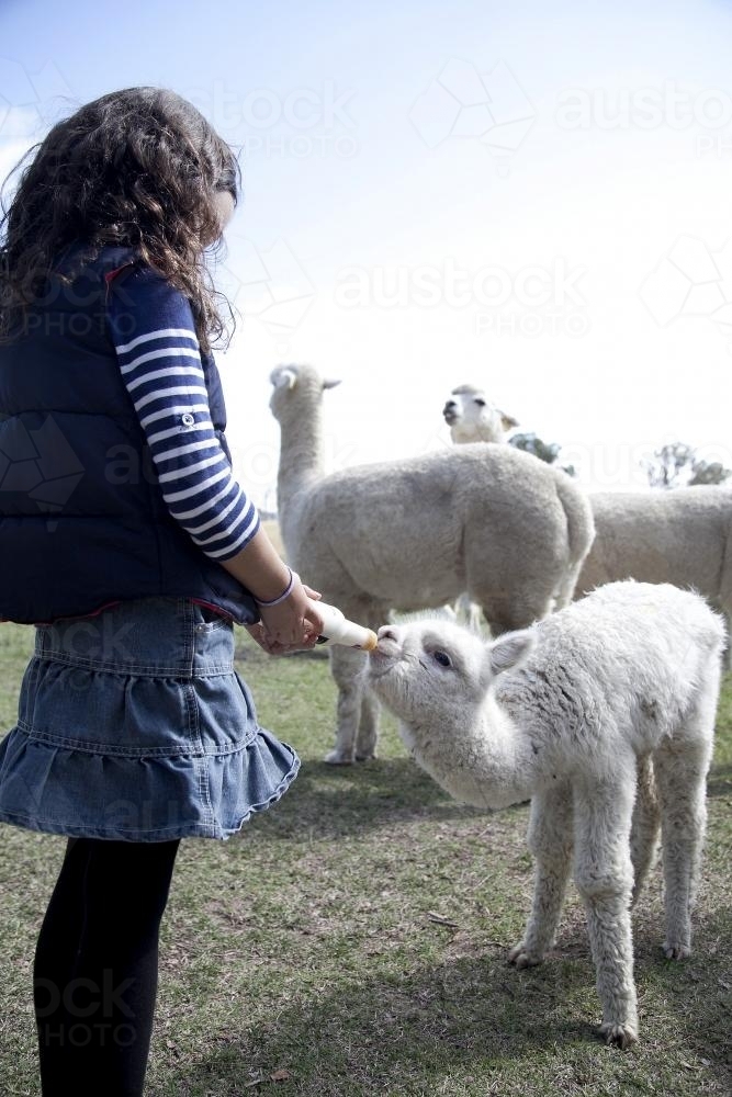 Young girl feeding a baby alpaca with a bottle of milk - Australian Stock Image
