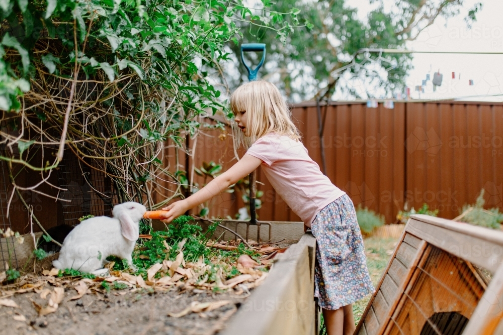 Young girl feeding a white rabbit with carrot - Australian Stock Image