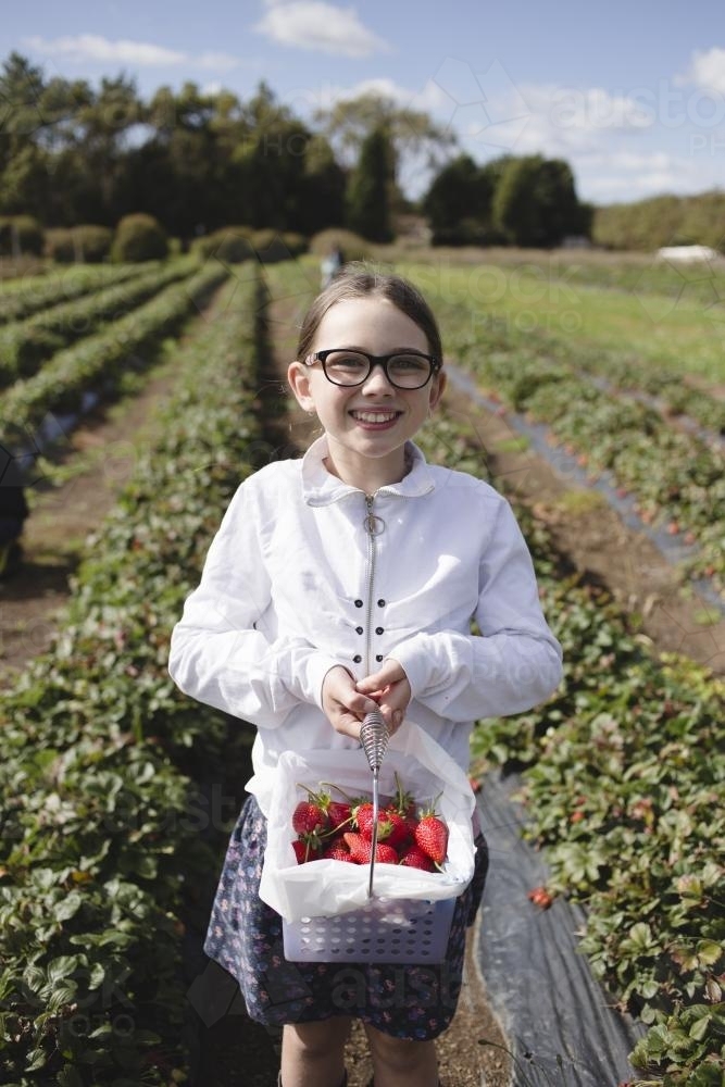 Young girl holding a basket of fresh strawberries at the strawberry farm - Australian Stock Image