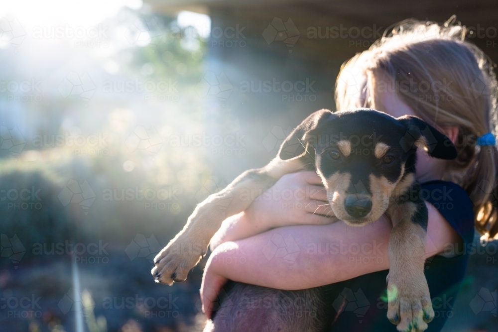 Young girl holding a black and tan kelpie puppy in the sunshine - Australian Stock Image