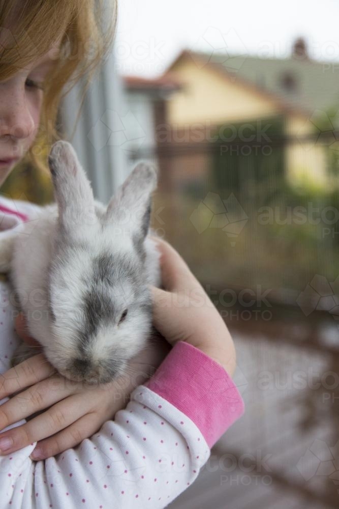 Young girl holding a grey and white mini lop rabbit - Australian Stock Image