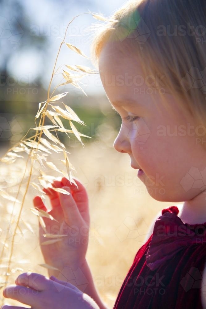 Young girl holding a stalk of grass and seeds in summer light - Australian Stock Image