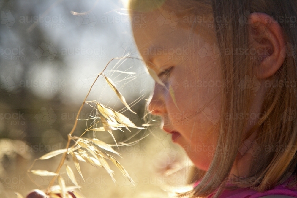 Young girl holding a stalk of grass and seeds in summer light - Australian Stock Image