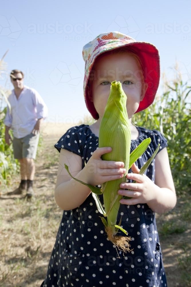Young girl holding an ear of corn with her father in the background - Australian Stock Image