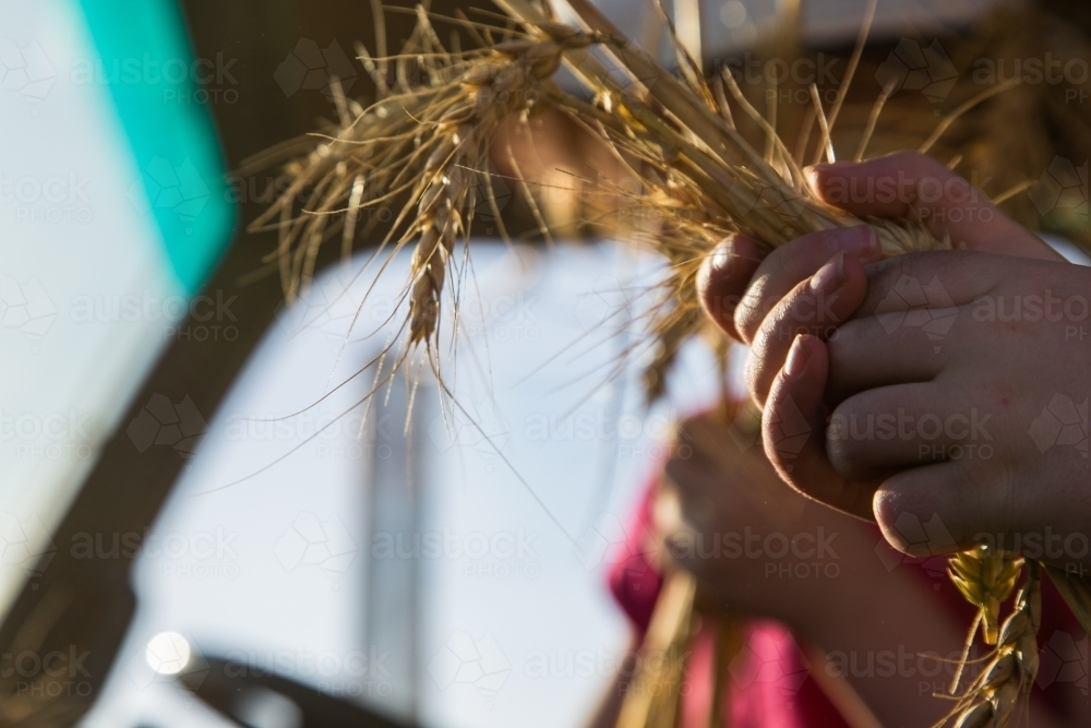 Young girl holding stalks of wheat - Australian Stock Image