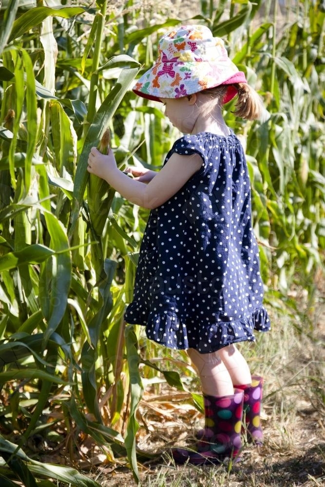 Young girl picking an ear of corn - Australian Stock Image