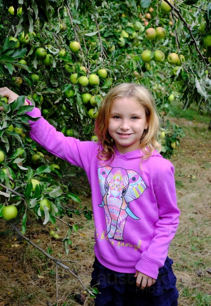 Young girl picking apples in Victoria - Australian Stock Image