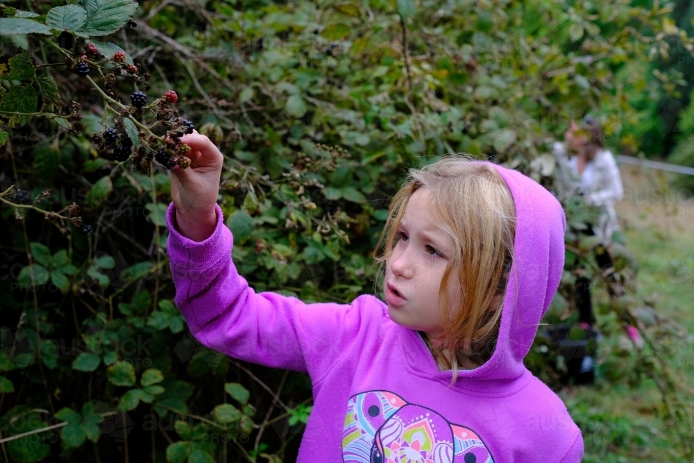 Young girl picking blackberries from a bush in country Victoria - Australian Stock Image
