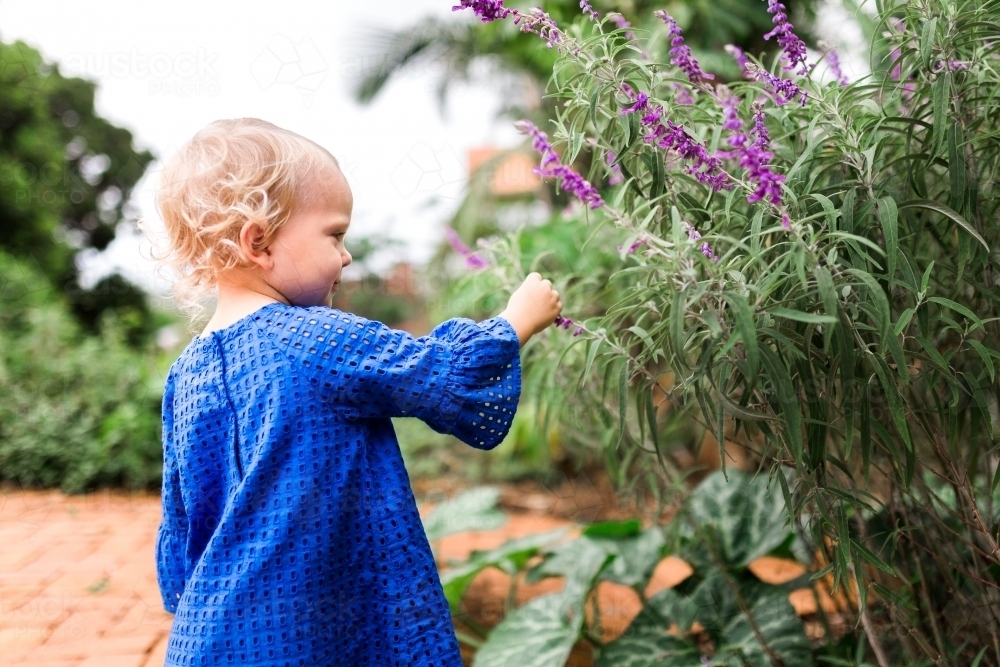 Young girl picking lavender flowers - Australian Stock Image