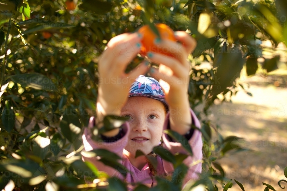 Young girl picking mandarins at a farm - Australian Stock Image