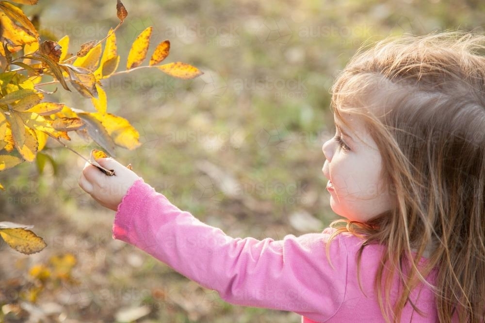 Young girl pulling leaves off a deciduous tree - Australian Stock Image