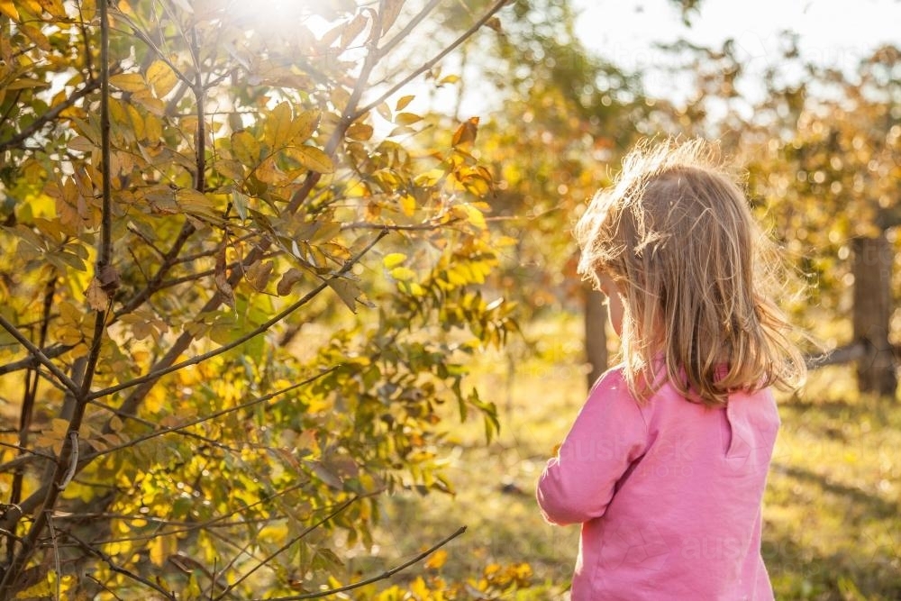 Young girl pulling leaves off a deciduous tree in the golden afternoon light - Australian Stock Image