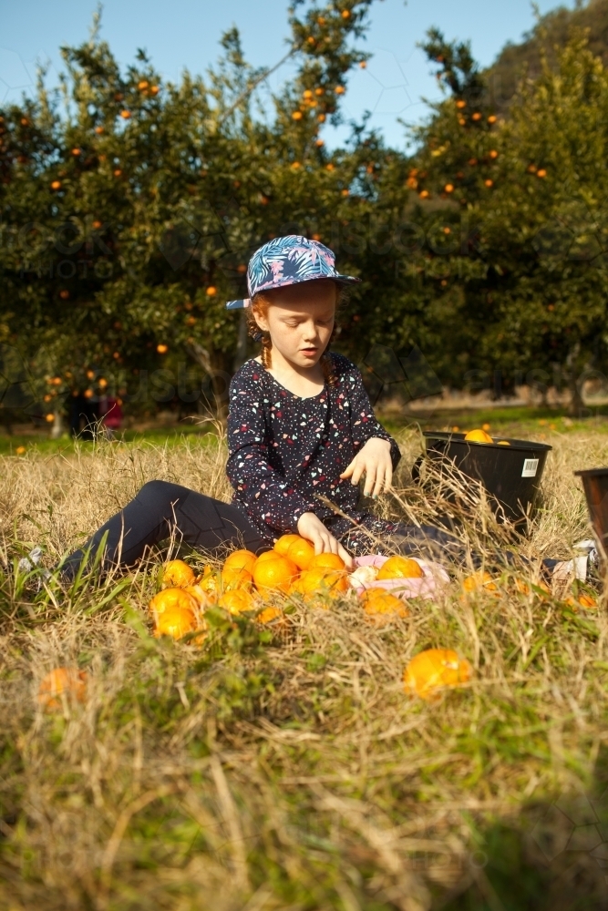 Young girl sitting on the ground with mandarins at a farm - Australian Stock Image