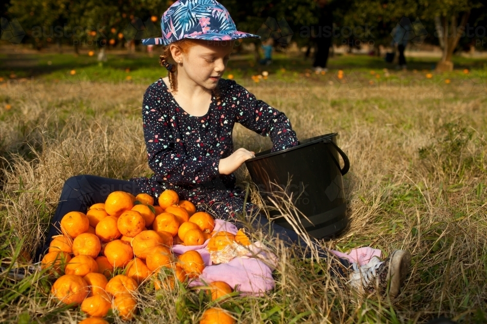 Young girl sitting with mandarins at a farm - Australian Stock Image