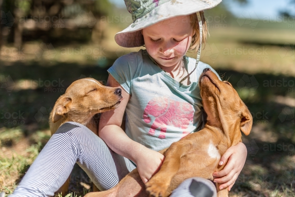 Young girl sitting with two young tan kelpie puppies - Australian Stock Image