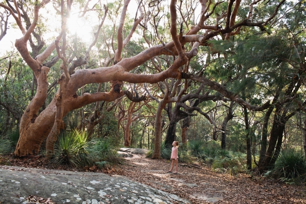 Young girl standing on a bush track looking up at large gum tree - Australian Stock Image