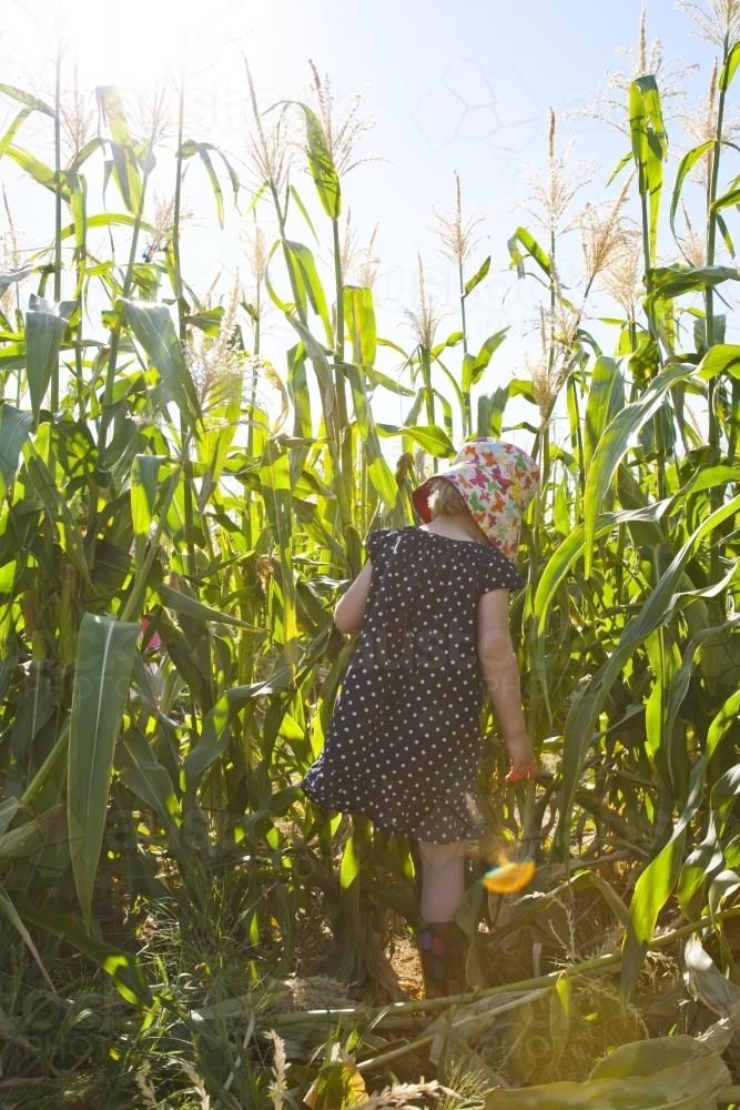 Young girl walking through corn crop growing above her head - Australian Stock Image