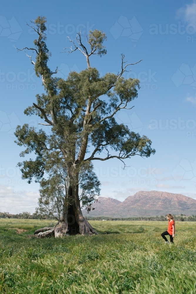 Young girl walking through long grass towards a large gum tree in the Flinders Ranges - Australian Stock Image