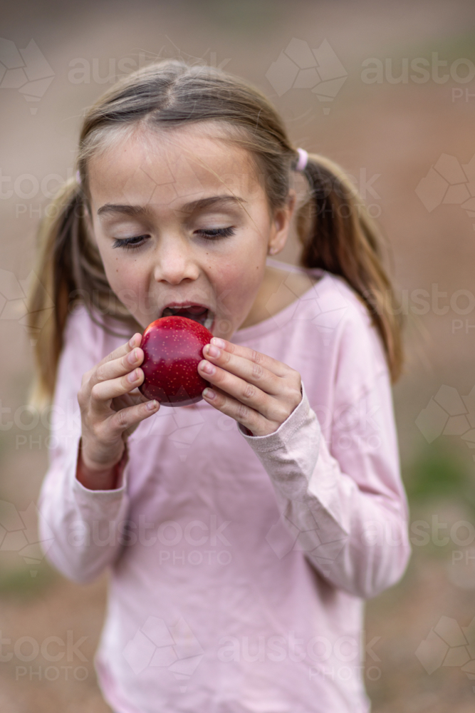 young girl with piggy tails about to bite into a shiny dark red apple - Australian Stock Image
