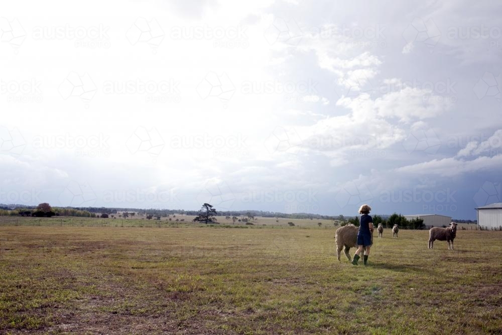 Young girl with sheep in paddock - Australian Stock Image