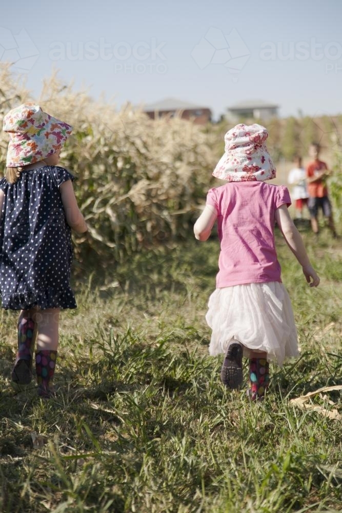 Young girls walking in a paddock of corn in summer - Australian Stock Image
