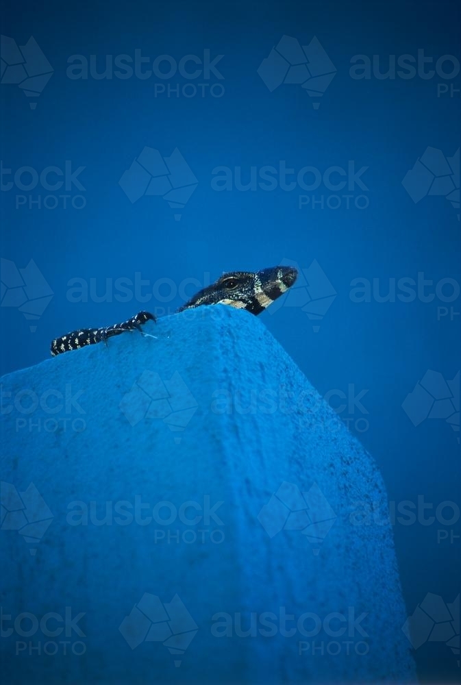 Young Goanna sunning itself on a blue building - Australian Stock Image